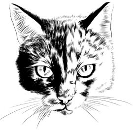 Katze