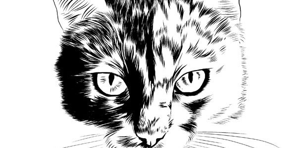 Katze