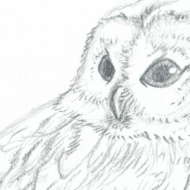 Tierische Bleistiftzeichnungen – Waldkauz