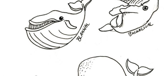 Mini Wale und Delfine Serie in Arbeit