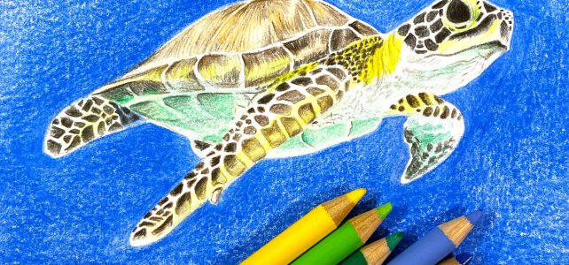 Meeresschildkröte mit Polychromos Stiften zeichnen